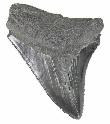 Serrated, Juvenile Megalodon Tooth #48205